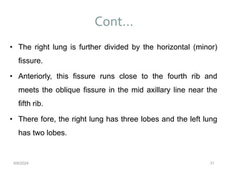 Cont…
31
• The right lung is further divided by the horizontal (minor)
fissure.
• Anteriorly, this fissure runs close to the fourth rib and
meets the oblique fissure in the mid axillary line near the
fifth rib.
• There fore, the right lung has three lobes and the left lung
has two lobes.
6/6/2024
 