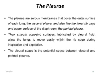The Pleurae
38
 The pleurae are serous membranes that cover the outer surface
of each lung, the visceral pleura, and also line the inner rib cage
and upper surface of the diaphragm, the parietal pleura.
 Their smooth opposing surfaces, lubricated by pleural fluid,
allow the lungs to move easily within the rib cage during
inspiration and expiration.
• The pleural space is the potential space between visceral and
parietal pleurae.
6/6/2024
 