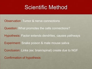 Scientific MethodObservation: Tumor & nerve connectionsQuestion: What promotes the cells connections?Hypothesis: Factor extends dendrites, causes pathwaysExperiment: Snake poison & male mouse salivaConclusion: Links (ex: brain/spinal) create due to NGFConfirmation of hypothesis