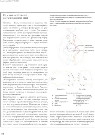 Rita karter kak_rabotaet_mozg