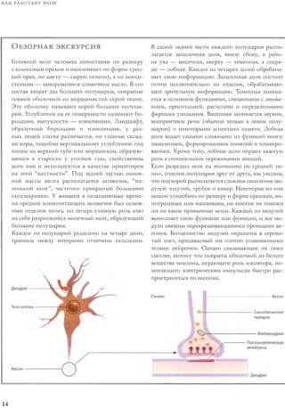 Rita karter kak_rabotaet_mozg