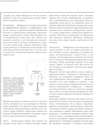 Rita karter kak_rabotaet_mozg