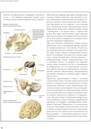 Rita karter kak_rabotaet_mozg