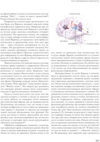 Rita karter kak_rabotaet_mozg