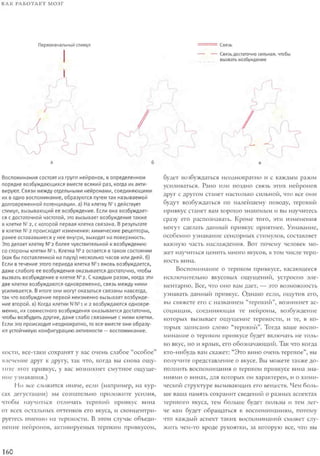 Rita karter kak_rabotaet_mozg
