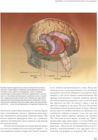 Rita karter kak_rabotaet_mozg