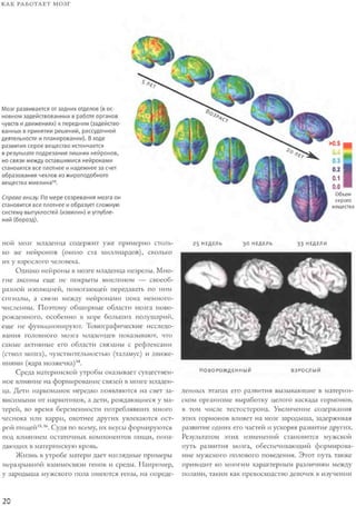 Rita karter kak_rabotaet_mozg