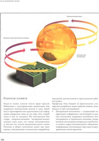 Rita karter kak_rabotaet_mozg