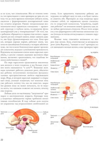 Rita karter kak_rabotaet_mozg