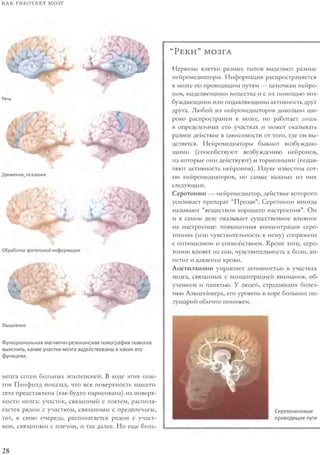 Rita karter kak_rabotaet_mozg