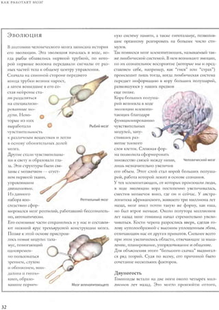 Rita karter kak_rabotaet_mozg