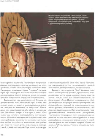 Rita karter kak_rabotaet_mozg