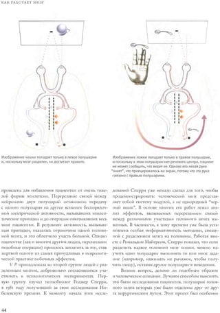 Rita karter kak_rabotaet_mozg