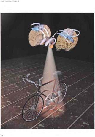 Rita karter kak_rabotaet_mozg