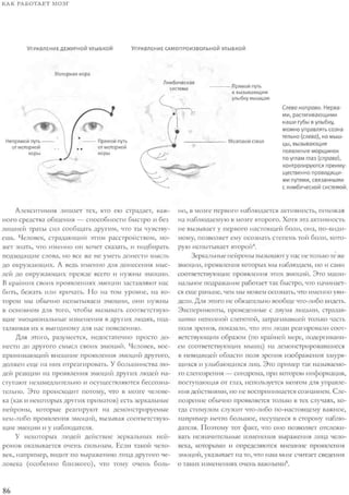 Rita karter kak_rabotaet_mozg