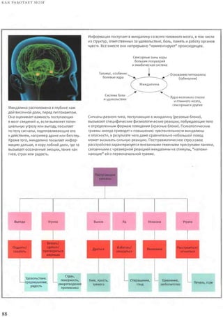 Rita karter kak_rabotaet_mozg