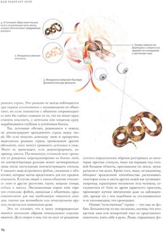 Rita karter kak_rabotaet_mozg