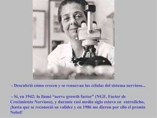 - Descubrió cómo crecen y se renuevan las células del sistema nervioso... - Sí, en 1942: lo llamé “nerve growth factor” (NGF, Factor de Crecimiento Nervioso), y durante casi medio siglo estuvo en  entredicho, ¡hasta que se reconoció su validez y en 1986 me dieron por ello el premio Nobel! 