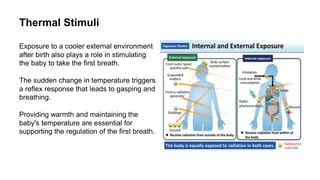 Temperature Stimuli RITANSHU SONEKAR REGULATION OF FIRST BREATHING OF BABY.pptx