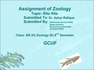 Assignment of Zoology
Topic: Rita Rita
Submitted To: Dr. Azhar Rafique
Submitted By: Muhammad Usman(16306)
Gulfam ali(16311)
Muhammad Arslan(16320)
Ali Haider(16359)
Class: BS (H) Zoology (E) 8TH
Semester
GCUF
 