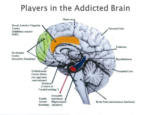 How Does Gambling Affect Your Brain How Does Gambling Affect Your Brain