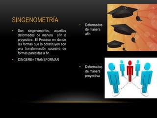 SINGENOMETRÍA
• Son singenomorfos, aquellos
deformados de manera afín o
proyectiva. El Proceso en donde
las formas que lo constituyen son
una transformación sucesiva de
formas parecidas a fin.
• CINGERE= TRANSFORMAR
• Deformados
de manera
afín
• Deformados
de manera
proyectiva
 