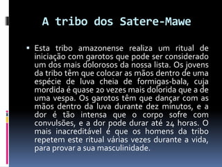 A tribo dos Satere-Mawe
 Esta tribo amazonense realiza um ritual de
iniciação com garotos que pode ser considerado
um dos mais dolorosos da nossa lista. Os jovens
da tribo têm que colocar as mãos dentro de uma
espécie de luva cheia de formigas-bala, cuja
mordida é quase 20 vezes mais dolorida que a de
uma vespa. Os garotos têm que dançar com as
mãos dentro da luva durante dez minutos, e a
dor é tão intensa que o corpo sofre com
convulsões, e a dor pode durar até 24 horas. O
mais inacreditável é que os homens da tribo
repetem este ritual várias vezes durante a vida,
para provar a sua masculinidade.
 