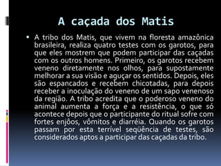 A caçada dos Matis
 A tribo dos Matis, que vivem na floresta amazônica
brasileira, realiza quatro testes com os garotos, para
que eles mostrem que podem participar das caçadas
com os outros homens. Primeiro, os garotos recebem
veneno diretamente nos olhos, para supostamente
melhorar a sua visão e aguçar os sentidos. Depois, eles
são espancados e recebem chicotadas, para depois
receber a inoculação do veneno de um sapo venenoso
da região. A tribo acredita que o poderoso veneno do
animal aumenta a força e a resistência, o que só
acontece depois que o participante do ritual sofre com
fortes enjôos, vômitos e diarréia. Quando os garotos
passam por esta terrível seqüência de testes, são
considerados aptos a participar das caçadas da tribo.
 