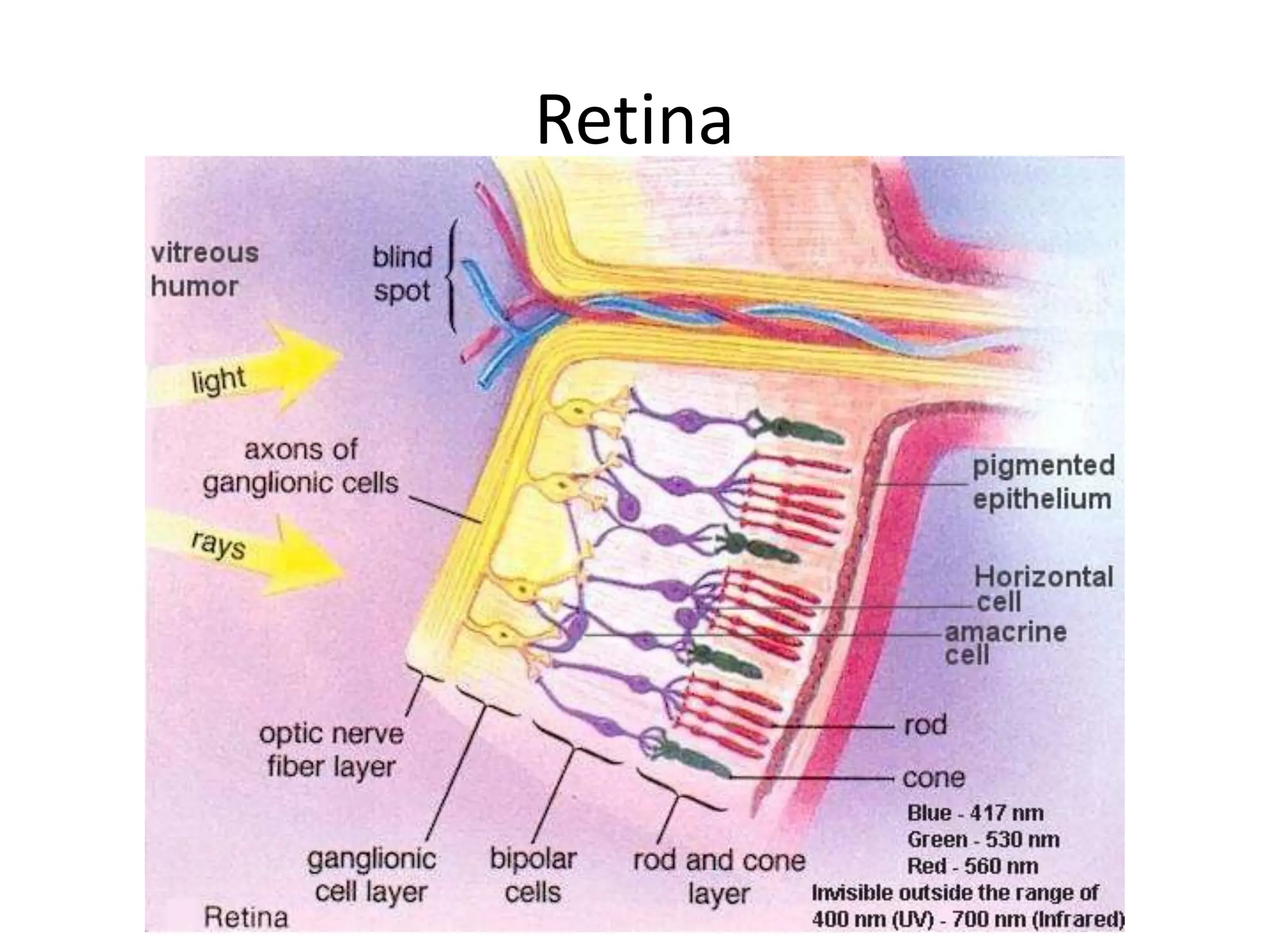 Visual System - the visual pathway basic | PPTX