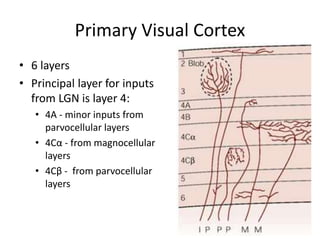 Visual System - the visual pathway basic | PPTX
