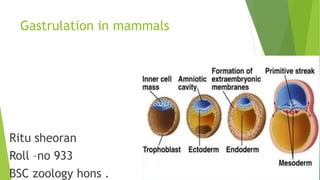 Gastrulation in mammals
Ritu sheoran
Roll –no 933
BSC zoology hons .
 