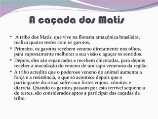 A caçada dos Matis
 A tribo dos Matis, que vive na floresta amazônica brasileira,
  realiza quatro testes com os garotos,
 Primeiro, os garotos recebem veneno diretamente nos olhos,
  para supostamente melhorar a sua visão e aguçar os sentidos.
 Depois, eles são espancados e recebem chicotadas, para depois
  receber a inoculação do veneno de um sapo venenoso da região.
 A tribo acredita que o poderoso veneno do animal aumenta a
  força e a resistência, o que só acontece depois que o
  participante do ritual sofre com fortes enjoos, vômitos e
  diarreia. Quando os garotos passam por esta terrível sequencia
  de testes, são considerados aptos a participar das caçadas da
  tribo.
 