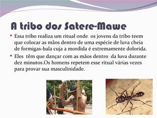 A tribo dos Satere-Mawe
 Essa tribo realiza um ritual onde os jovens da tribo teem
  que colocar as mãos dentro de uma espécie de luva cheia
  de formigas-bala cuja a mordida é extremamente dolorida.
 Eles têm que dançar com as mãos dentro da luva durante
  dez minutos.Os homens repetem esse ritual várias vezes
  para provar sua masculinidade.
 