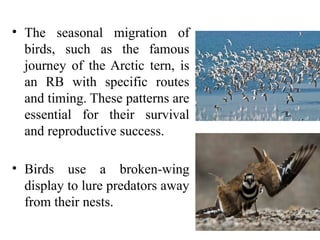 Ritualization of Behaviour in Animals: Evolution, Functions, and ...