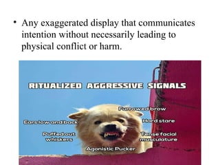 Ritualization of Behaviour in Animals: Evolution, Functions, and ...