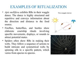 Example Of Ritualistic Function Ritualization of Behaviour in Animals: Evolution, Functions, and ...