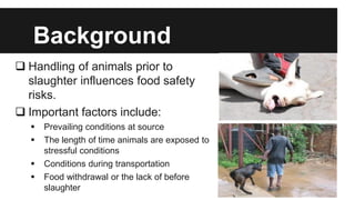 Assessment of food safety risks associated with pre-slaughter activities during the traditional slaughter of goats in Gauteng, South Africa
