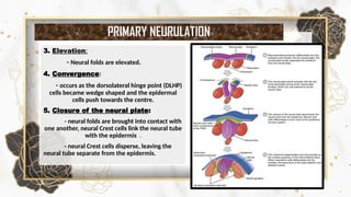 Step by step Neurulation Explained: Neural Tube Formation, Neural Crest ...