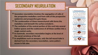 Step by step Neurulation Explained: Neural Tube Formation, Neural Crest ...