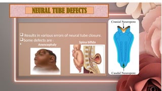 Step by step Neurulation Explained: Neural Tube Formation, Neural Crest ...