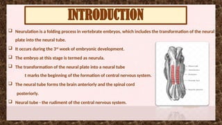 Step by step Neurulation Explained: Neural Tube Formation, Neural Crest ...