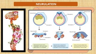 Step by step Neurulation Explained: Neural Tube Formation, Neural Crest ...