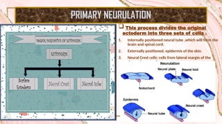 Step by step Neurulation Explained: Neural Tube Formation, Neural Crest ...