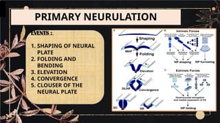 Step by step Neurulation Explained: Neural Tube Formation, Neural Crest ...