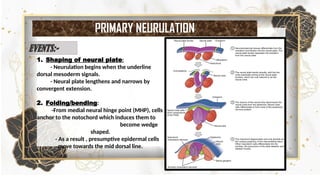Step by step Neurulation Explained: Neural Tube Formation, Neural Crest ...