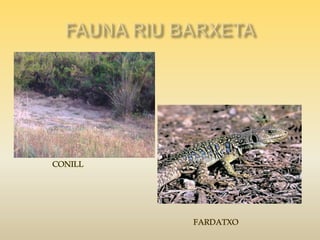 Riu barxeta. fauna