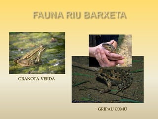 Riu barxeta. fauna