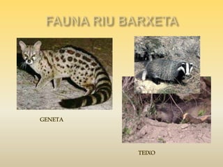 Riu barxeta. fauna