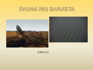 Riu barxeta. fauna