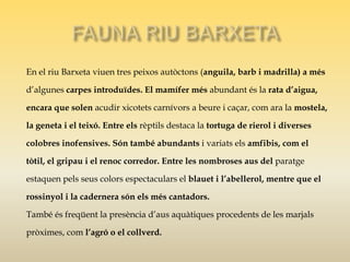 En el riu Barxeta viuen tres peixos autòctons (anguila, barb i madrilla) a més
d’algunes carpes introduïdes. El mamífer més abundant és la rata d’aigua,
encara que solen acudir xicotets carnívors a beure i caçar, com ara la mostela,
la geneta i el teixó. Entre els rèptils destaca la tortuga de rierol i diverses
colobres inofensives. Són també abundants i variats els amfibis, com el
tòtil, el gripau i el renoc corredor. Entre les nombroses aus del paratge
estaquen pels seus colors espectaculars el blauet i l’abellerol, mentre que el
rossinyol i la cadernera són els més cantadors.

També és freqüent la presència d’aus aquàtiques procedents de les marjals
pròximes, com l’agró o el collverd.

 